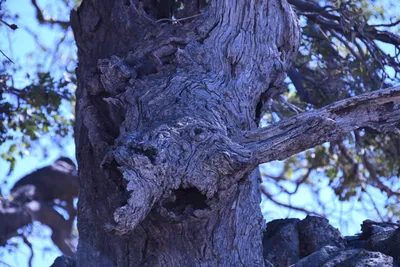 DSC_2242 (Large).JPG